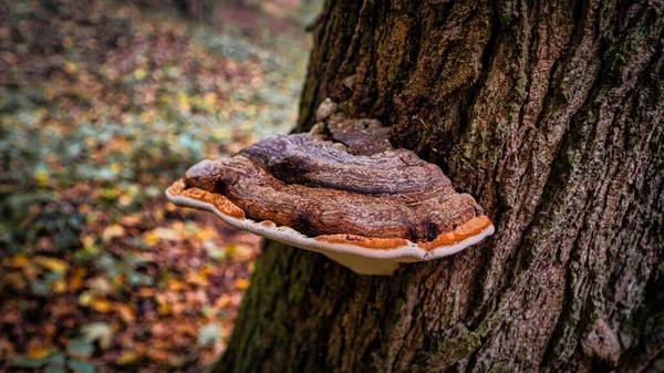 森の中のキノコで生い茂った木のクローズアップ — ストック写真