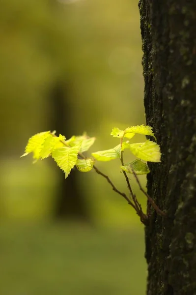 背景模糊的树上明亮的黄叶 — 图库照片