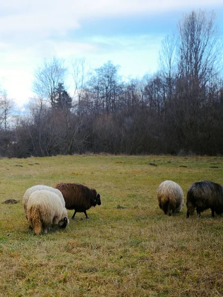畑での羊の放牧の垂直ショット — ストック写真