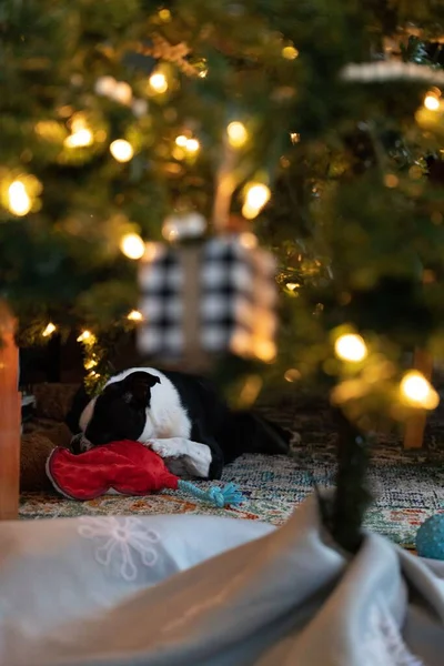 Вертикальный Снимок Милой Черно Белой Собаки Спящей Украшенной Елкой Доме — стоковое фото