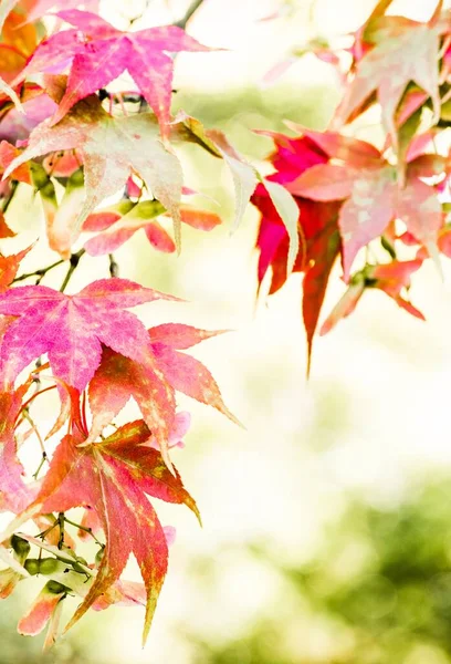 Worcestershire Batsford Botanik Bahçesi Ndeki Ağaçlarda Sonbahar Akçaağaç Yapraklarının Yakın — Stok fotoğraf