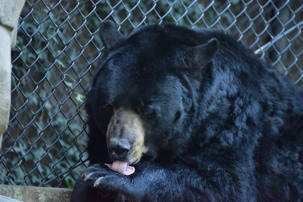 Крупный План Черного Медведя Облизывающегося Лежащего Возле Забора — стоковое фото