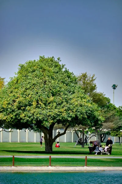 Een Verticaal Schot Van Bomen Aspire Park Doha Qatar — Stockfoto