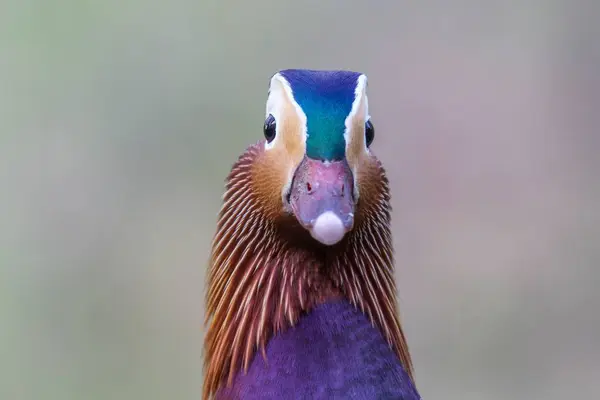 Eine Nahaufnahme Einer Niedlichen Mandarin Ente Die Eine Kamera Blickt — Stockfoto