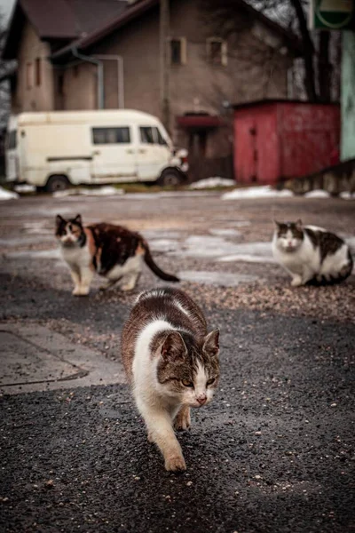 Vertikal Bild Fluffiga Cypern Katt Felis Catus Promenader Asfalten Med — Stockfoto