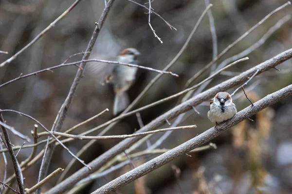 나무의 가지에 참새들의 — 스톡 사진