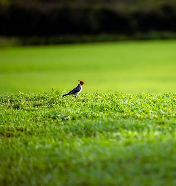 Ein Cardinalis Vogel Auf Der Weide — Stockfoto