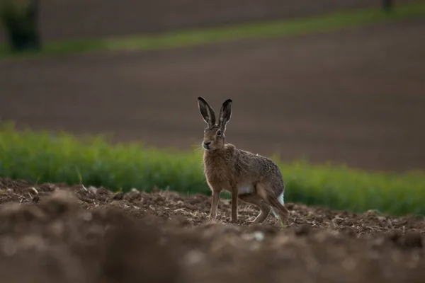 European Hare Sitting Field Summer — Stock Photo, Image