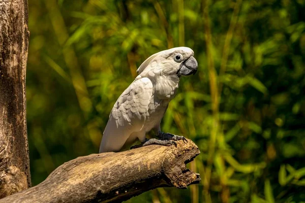 Zbliżenie Białej Papugi Kakadu Cacatua Alba Usiadła Gałęzi Drzewa Boczny — Zdjęcie stockowe