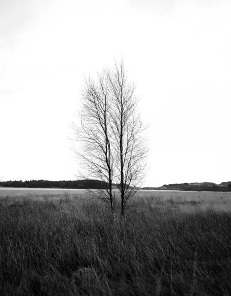 Lovitură Verticală Unui Copac Fără Frunze Într Câmp Iarbă Densă — Fotografie, imagine de stoc