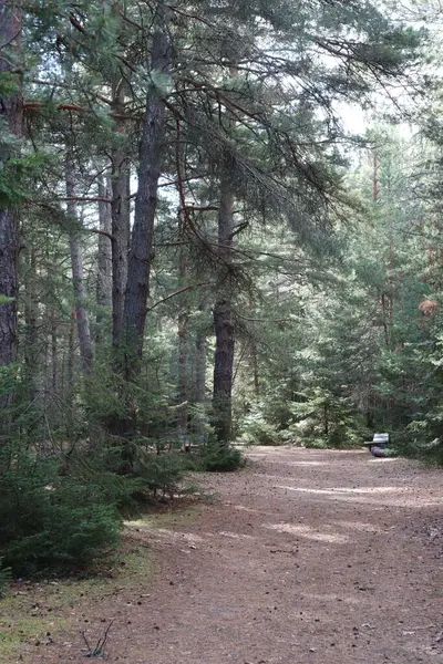夏天森林里的小径 — 图库照片