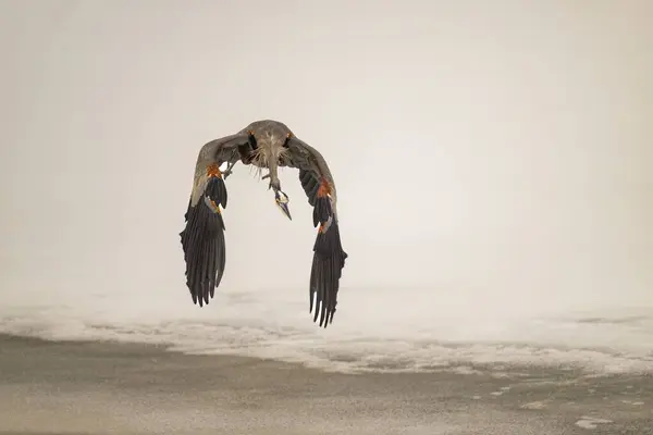 Great Blue Heron Ardea Herodias Bird Flying Close Frozen Surface — Stock Photo, Image