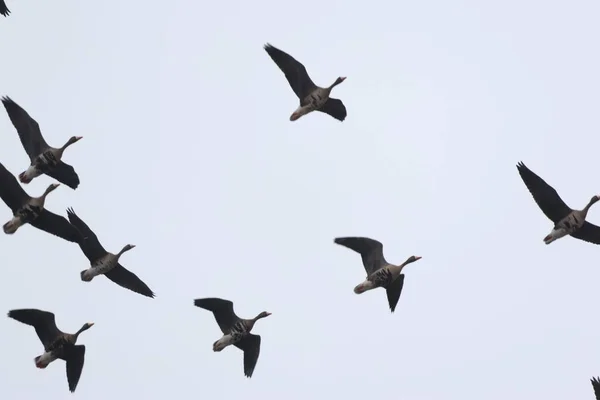 Flock Greater White Fronted Geese Anser Albifrons Sky — Stock Photo, Image