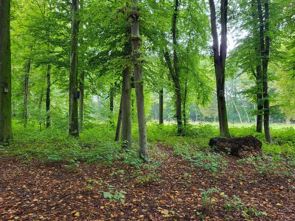 Suelo Forestal Con Hojas Otoño Bajo Árboles Verdes Con Luz — Foto de Stock