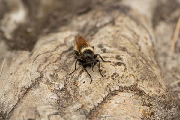 一只大黄蜂在地面上行走时的特写镜头 — 图库照片