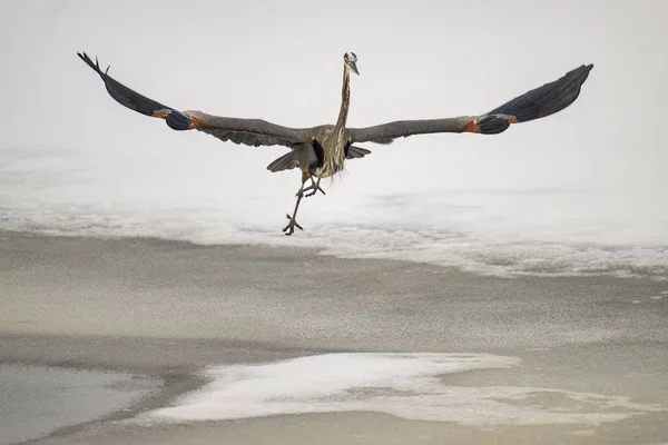 Velká Modrá Volavka Ardea Herodias Brodící Pták Letící Blízko Zamrzlého — Stock fotografie