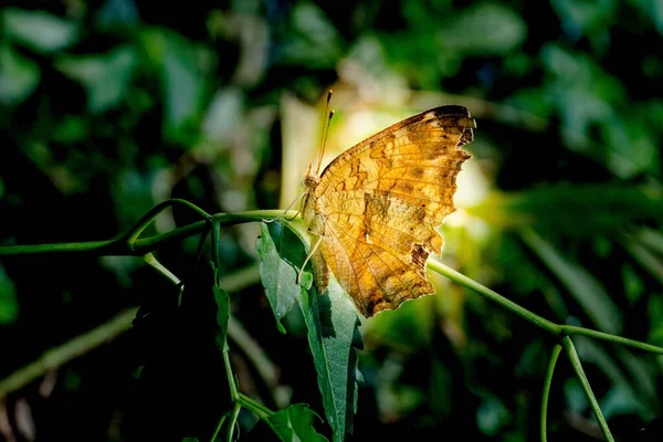 Una Mariposa Marrón Posada Hoja Planta —  Fotos de Stock