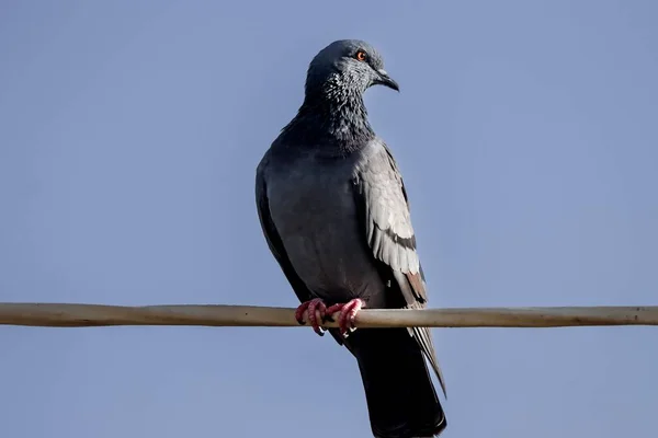 Nahaufnahme Einer Taube Die Auf Einem Draht Sitzt — Stockfoto