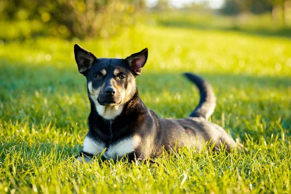 緑の芝生の上に横たわるかわいいオーストラリアのケルピーの犬のクローズアップ — ストック写真