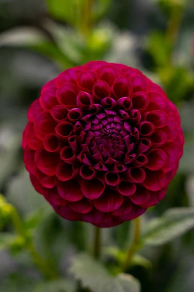 Pionowe Ujęcie Piłki Dahlia Burgundowy Kwiat Kwitnący Ogrodzie — Zdjęcie stockowe