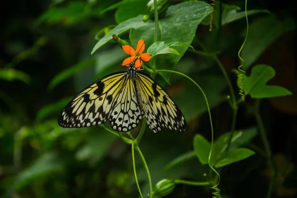 Detailní Záběr Motýla Motýla Motýla Motýla Rostlině — Stock fotografie