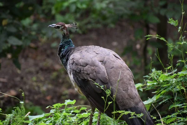 Closeup Lonely Peahen Its Natural Habitat — Stock Photo, Image