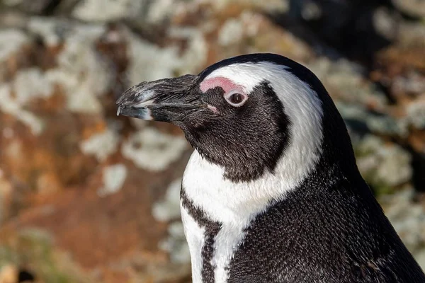 Närbild Svart Pingvin Whipsnade Zoo — Stockfoto