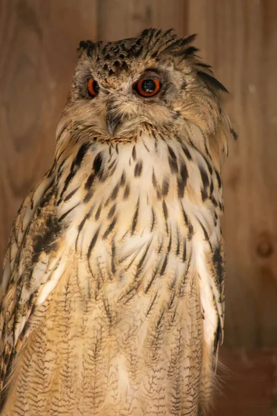 Vertical Shot Long Eared Owl Asio Otus Blurred Background — Stock Photo, Image