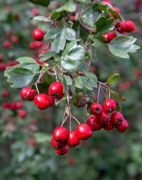 秋に赤いホーソーン クラテガス の果実を栽培する閉鎖 — ストック写真