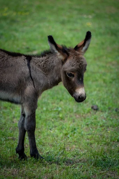 Closeup North American Baby Donkey Green Background — Stock Photo, Image
