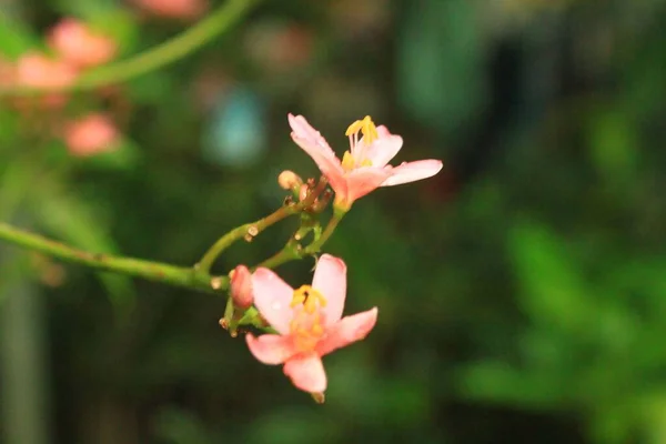 Ένα Κοντινό Πλάνο Από Ένα Ανοιχτό Ροζ Λουλούδι Peregrina — Φωτογραφία Αρχείου