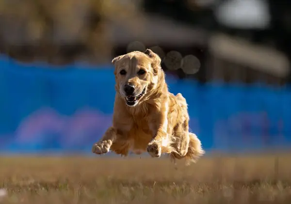 緑の芝生の上を走るゴールデンレトリバー犬の浅い焦点ショット — ストック写真