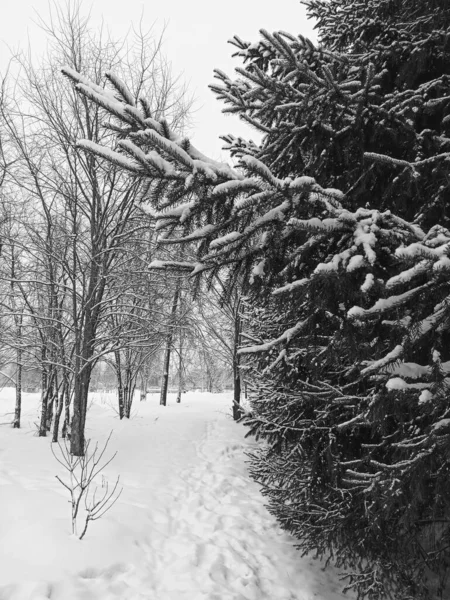 Μια Κάθετη Βολή Από Έλατα Καλυμμένα Χιόνι Ένα Δάσος Χειμώνα — Φωτογραφία Αρχείου