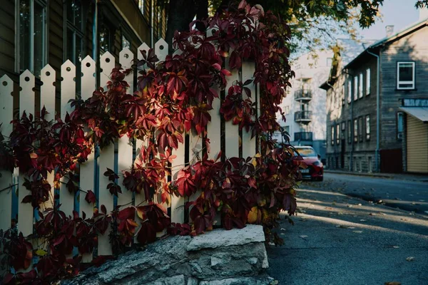 Czerwona Jesień Pozostawia Ogrodzeniu Ulicy Dzielnicy Mieszkalnej — Zdjęcie stockowe