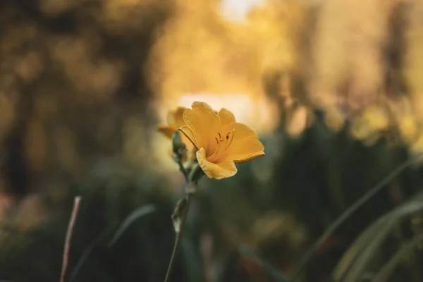 Eine Zarte Gelbe Taglilie Hemerocallis Lilioasphodelus Feld Auf Dem Verschwommenen — Stockfoto