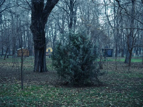 Zbliżenie Ujęcia Krzaka Parku Publicznym Liści Jesiennych Drzew Trawie — Zdjęcie stockowe