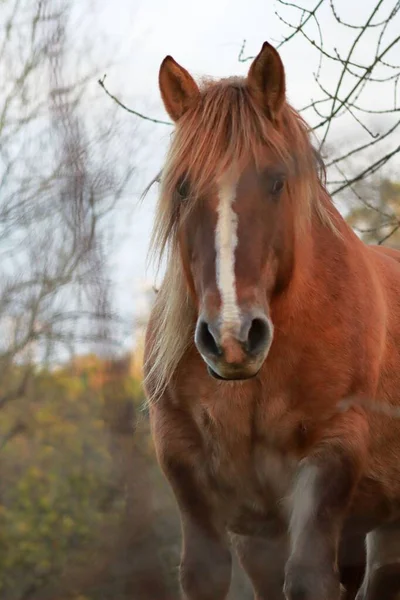 Eine Vertikale Aufnahme Eines Braunen Pferdes — Stockfoto