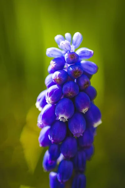Вертикальный Снимок Фиолетового Гиацинта Винограда Мускари Размытом Зеленом Фоне — стоковое фото