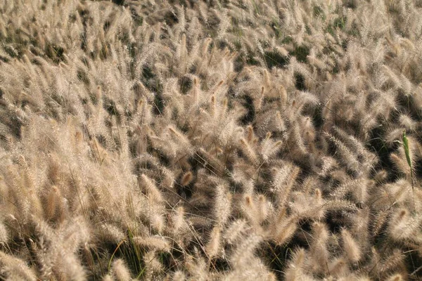 Eine Nahaufnahme Von Schönem Weichem Trockenem Gras Auf Einem Feld — Stockfoto