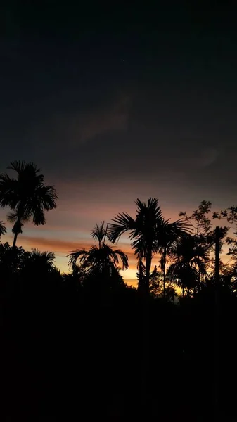 Gün Batımında Palmiye Ağaçları Bitkilerden Oluşan Dikey Bir Siluet Arka — Stok fotoğraf