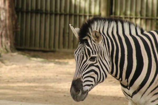 Uma Bela Zebra Equus Quagga Com Portões Uma Gaiola Jardim — Fotografia de Stock