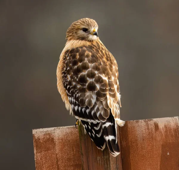 Shallow Focus Red Tailed Hawk Perched Wooden Fence — Stock Photo, Image