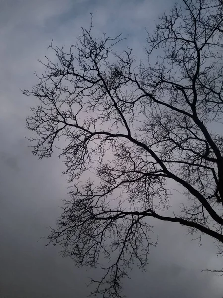Bezlistý Strom Větve Proti Šedé Oblačné Obloze Večerních Hodinách Vertikální — Stock fotografie
