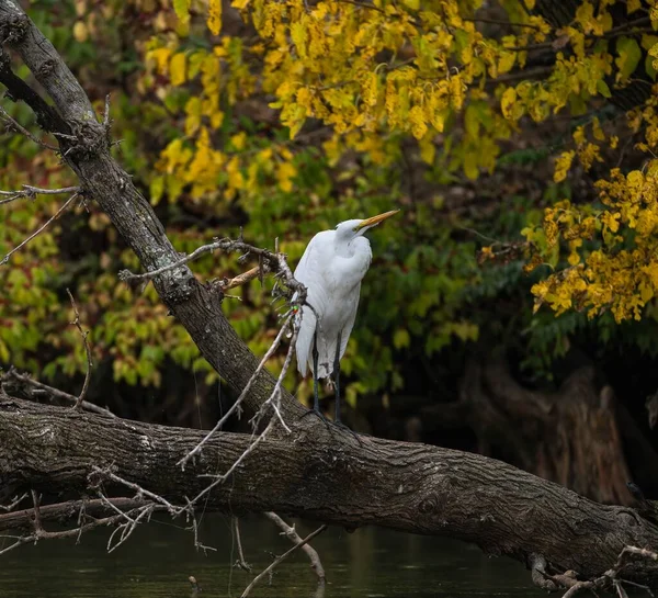 Closeup Egret Grande Oriental Branco Empoleirado Uma Árvore Lago — Fotografia de Stock