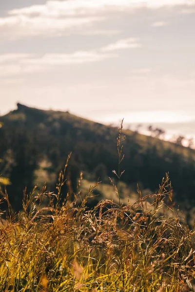 Bir vadideki bitkilerin yakın çekimi.