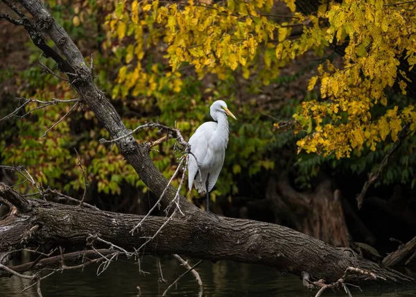 Біла Східна Чапля Великого Чапля Сидить Дереві Озері — стокове фото