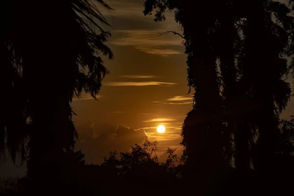 シルエットのヤシの木の間の夕日の空のシーン 背景に最適です — ストック写真