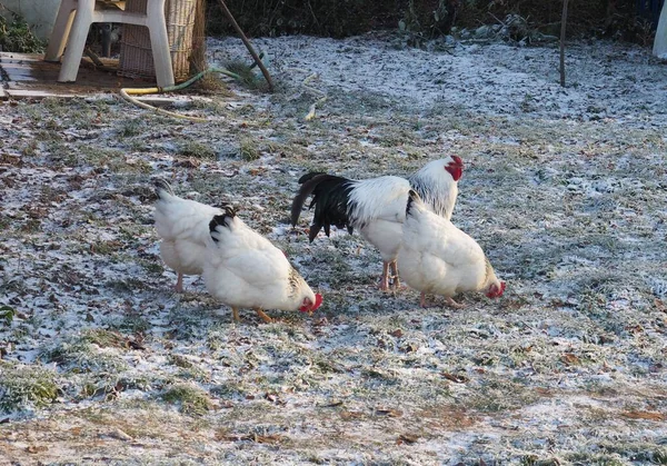 Drie Zwart Wit Kippen Plukken Voor Voedsel Buiten — Stockfoto