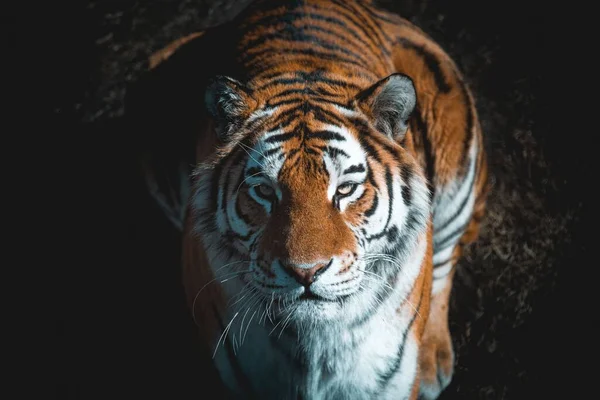 Retrato Cerca Tigre Siberiano Mirando Directamente Cámara —  Fotos de Stock