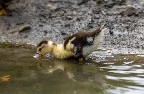 Closeup Shot Muddy Duckling — Stock Photo, Image